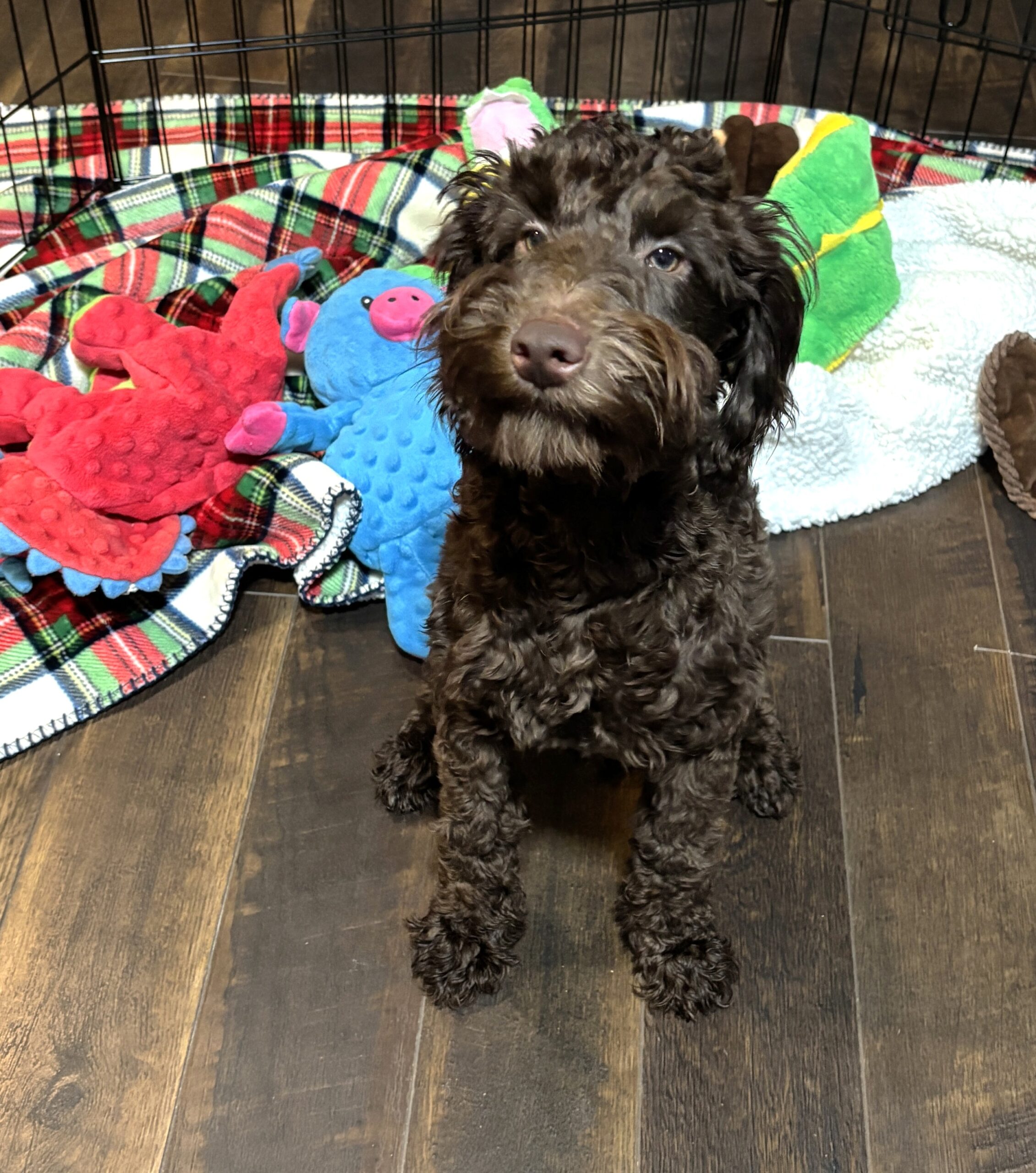 HUEY – Miniature Schnoodle $1800