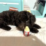 HUEY – Miniature Schnoodle $2400