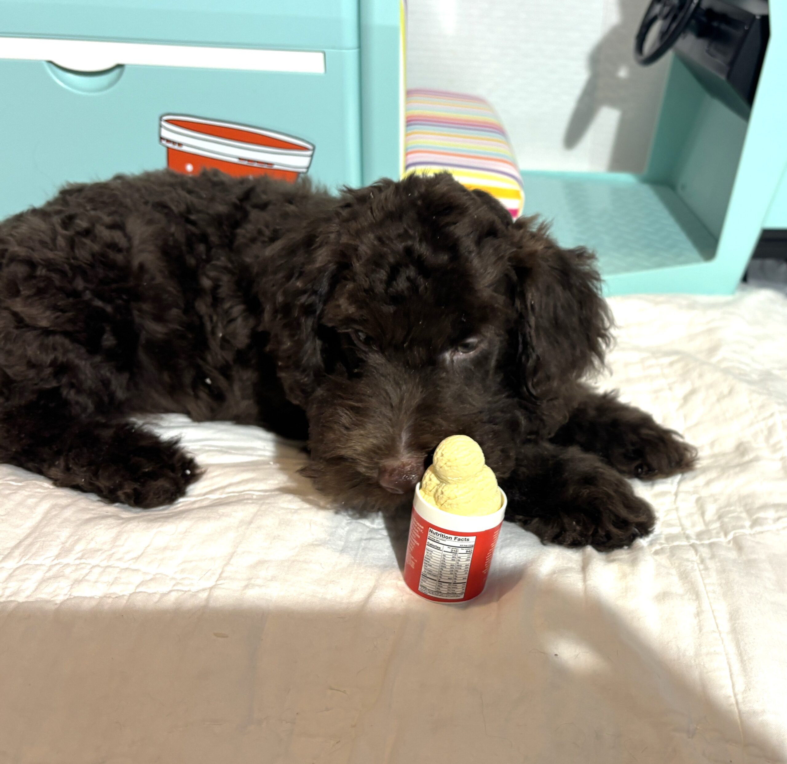 HUEY – Miniature Schnoodle $2400