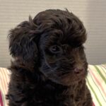 Brown Miniature Schnoodle Las Vegas