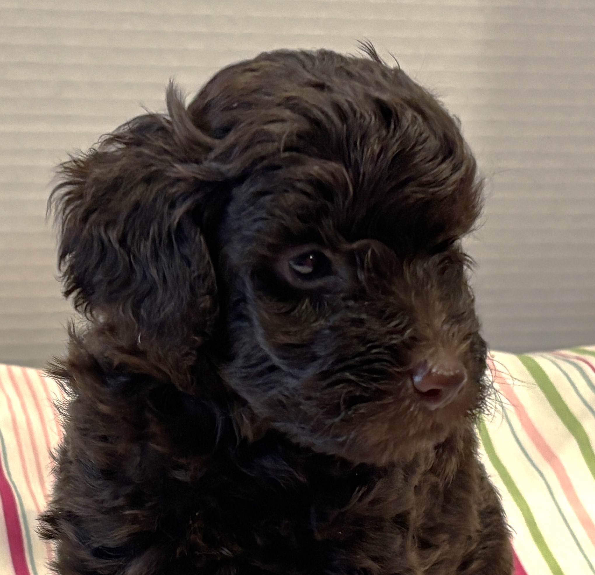 Louie – Miniature Schnoodle $2400