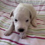 Roxy – Miniature Schnoodle $2200