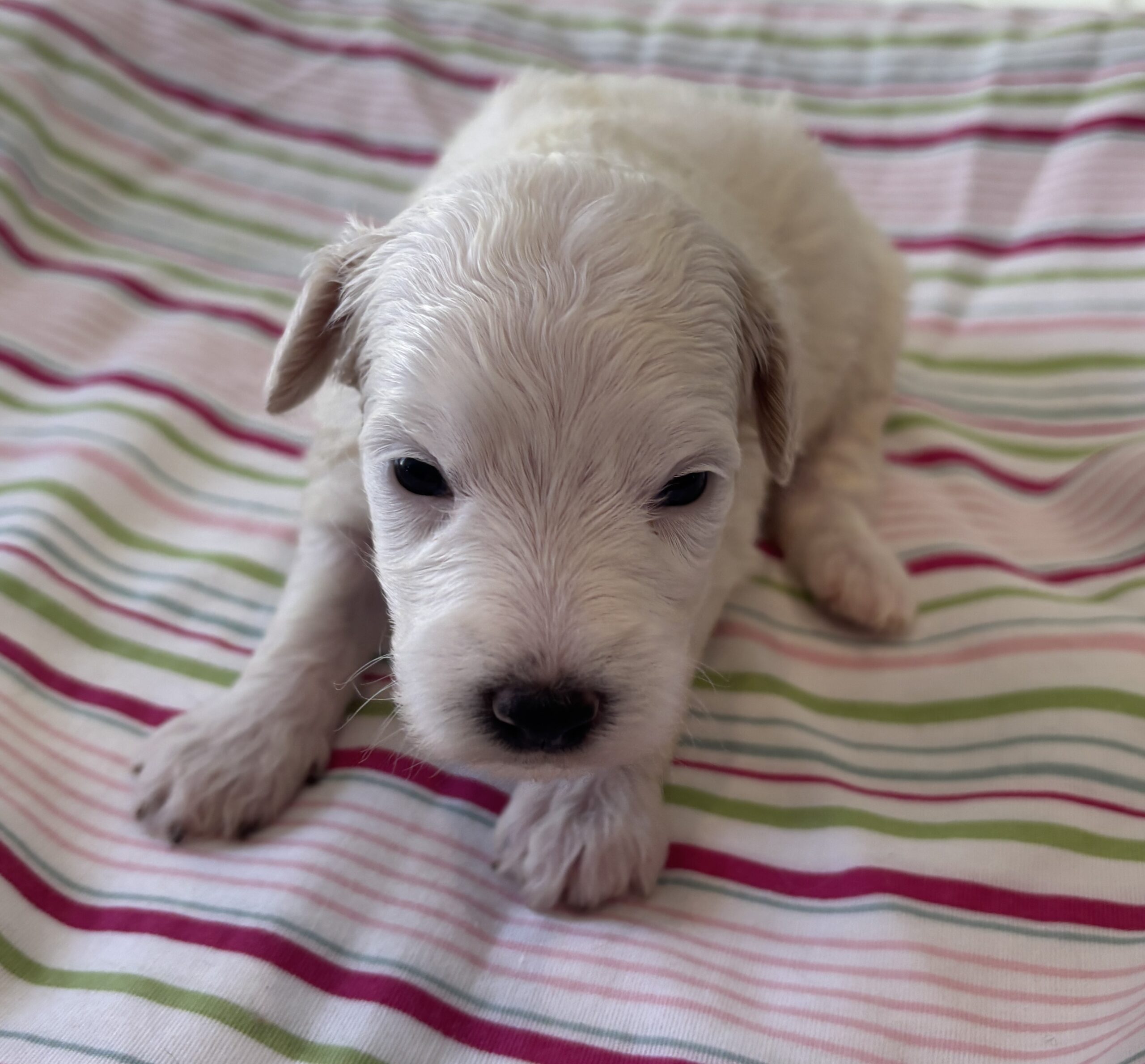 Roxy – Miniature Schnoodle $2200