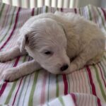 Roxy – Miniature Schnoodle $2200