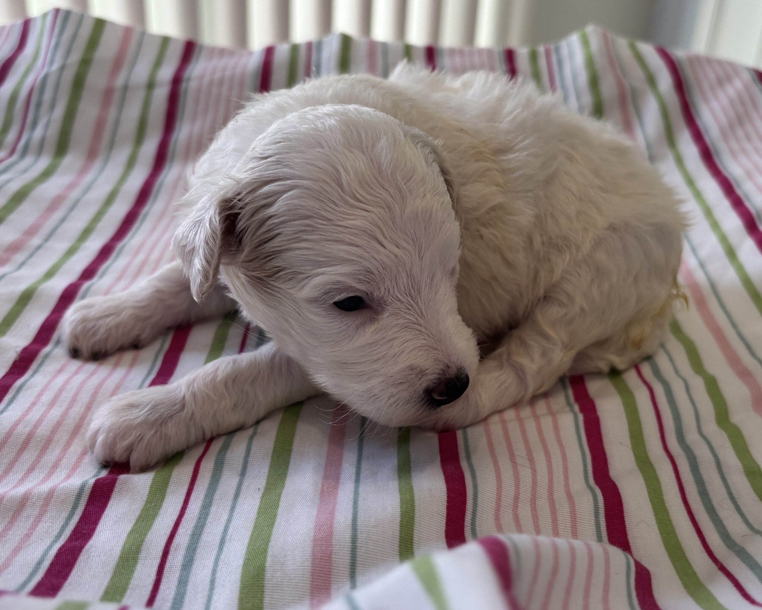 Roxy – Miniature Schnoodle $2200