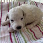 Roxy – Miniature Schnoodle $2200