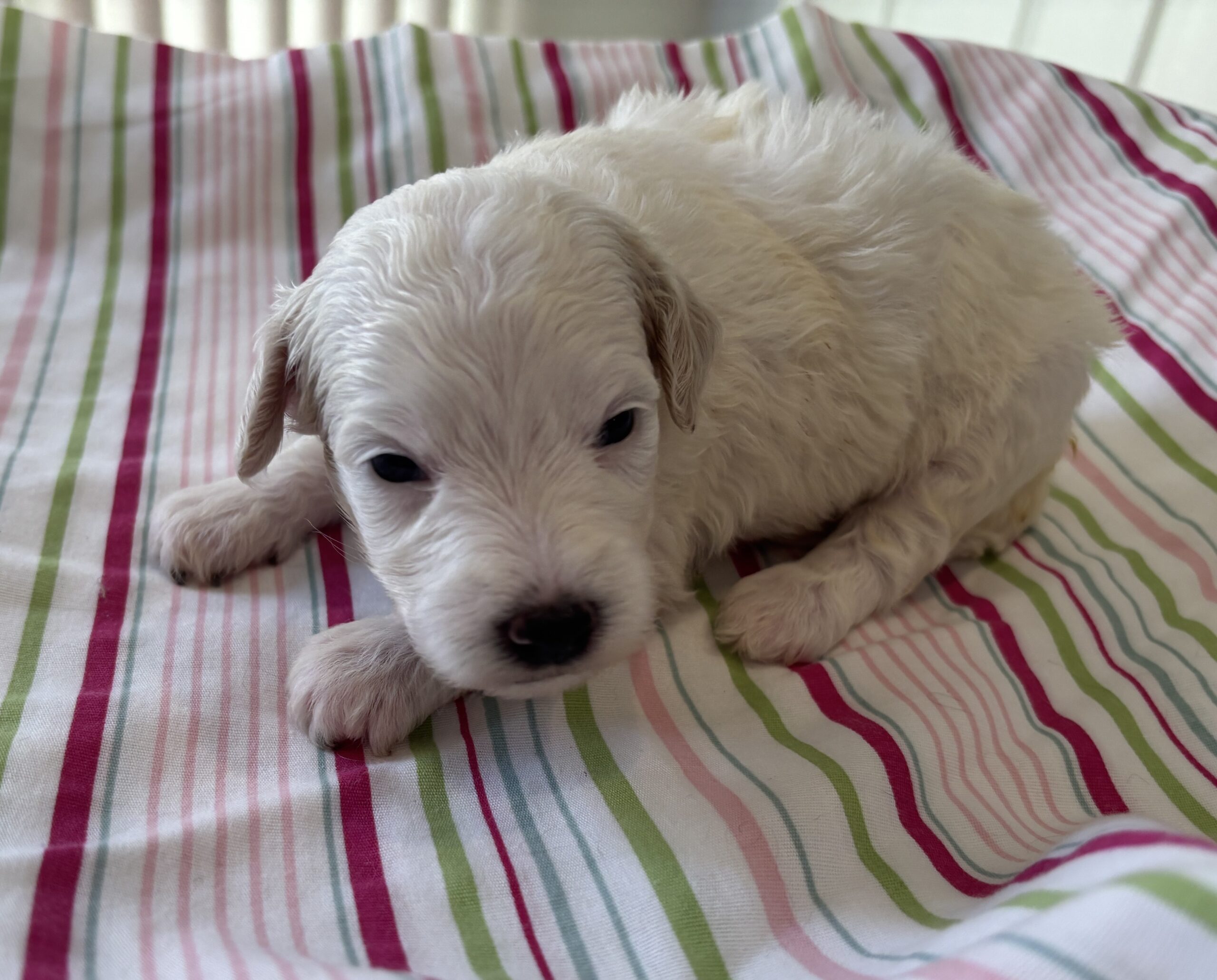 Roxy – Miniature Schnoodle $2200