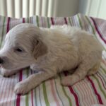 Roxy – Miniature Schnoodle $2200