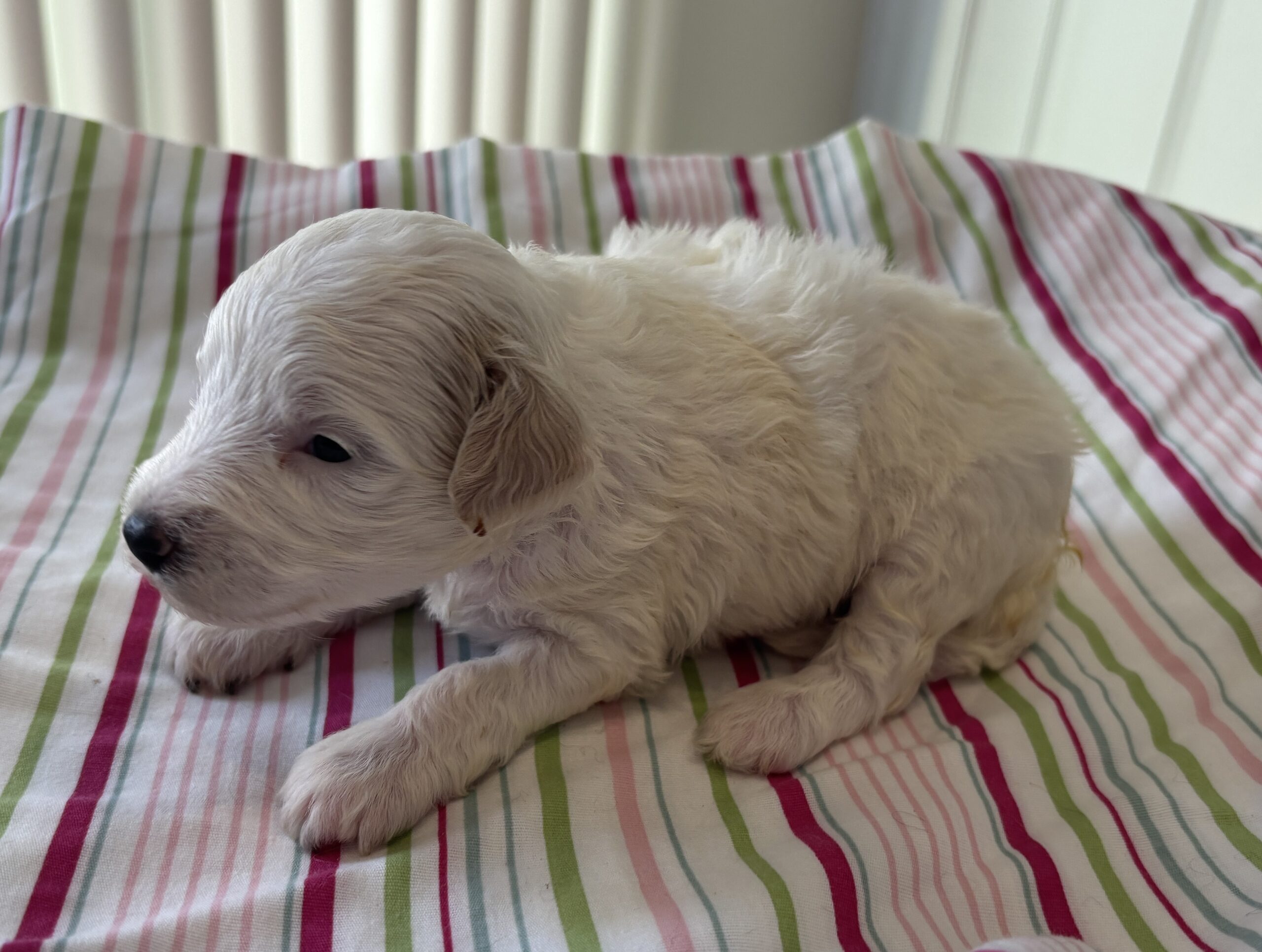 Roxy – Miniature Schnoodle $2200