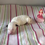 Ariel – Miniature Schnoodle $2500