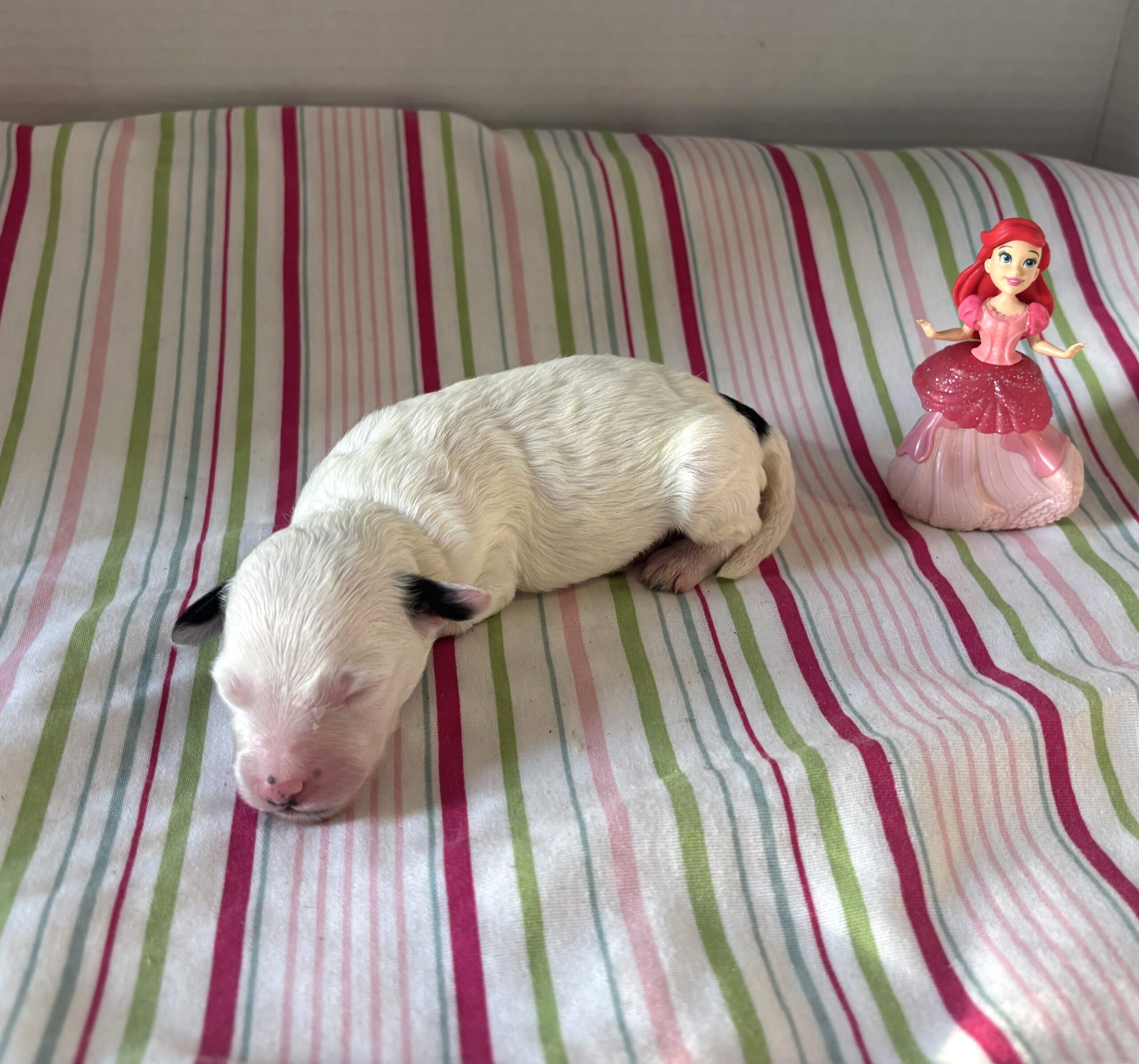 Ariel – Miniature Schnoodle $2500