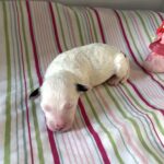Ariel – Miniature Schnoodle $2500