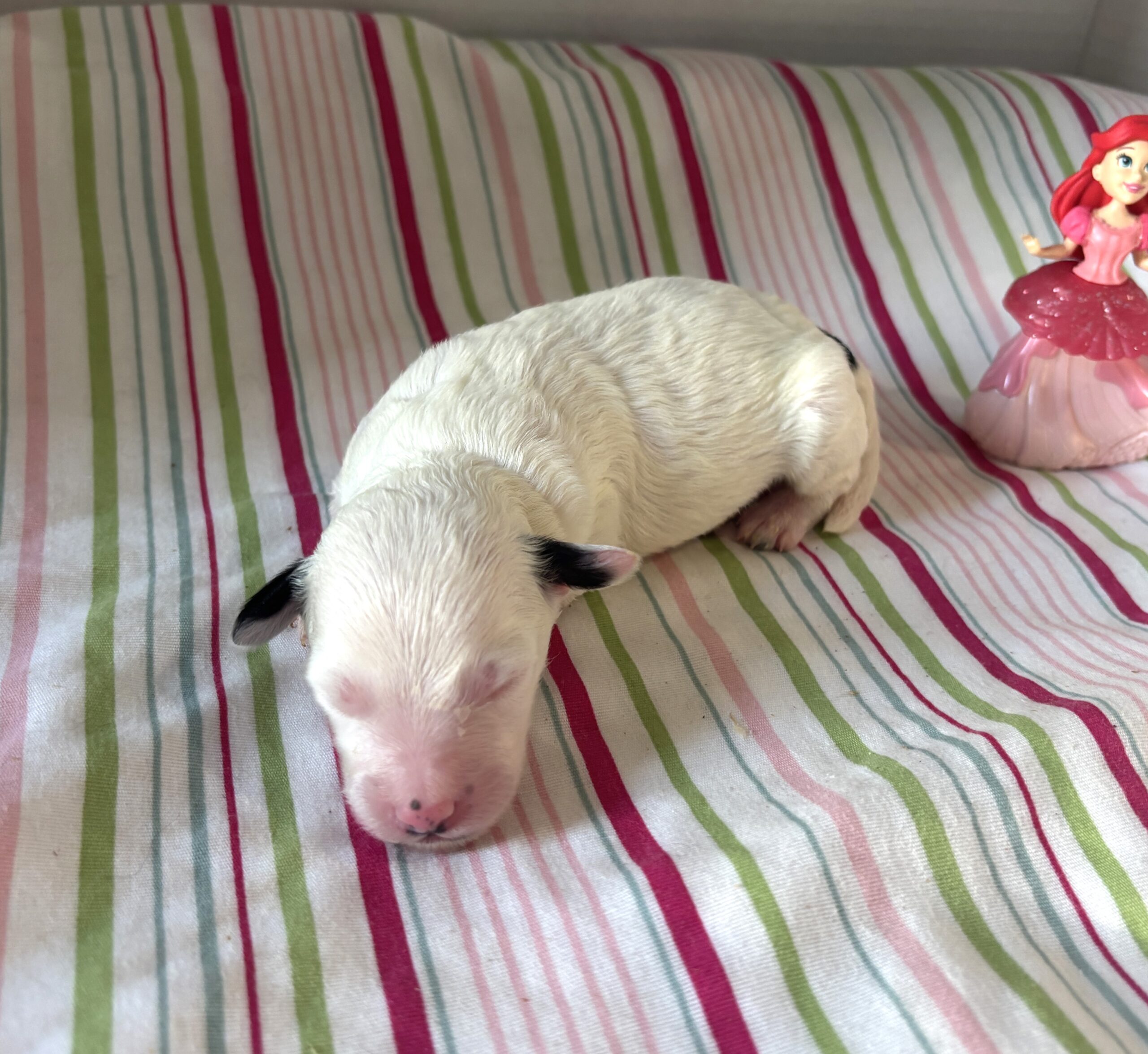Ariel – Miniature Schnoodle $2500