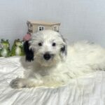 ARIEL – Miniature Schnoodle $2500