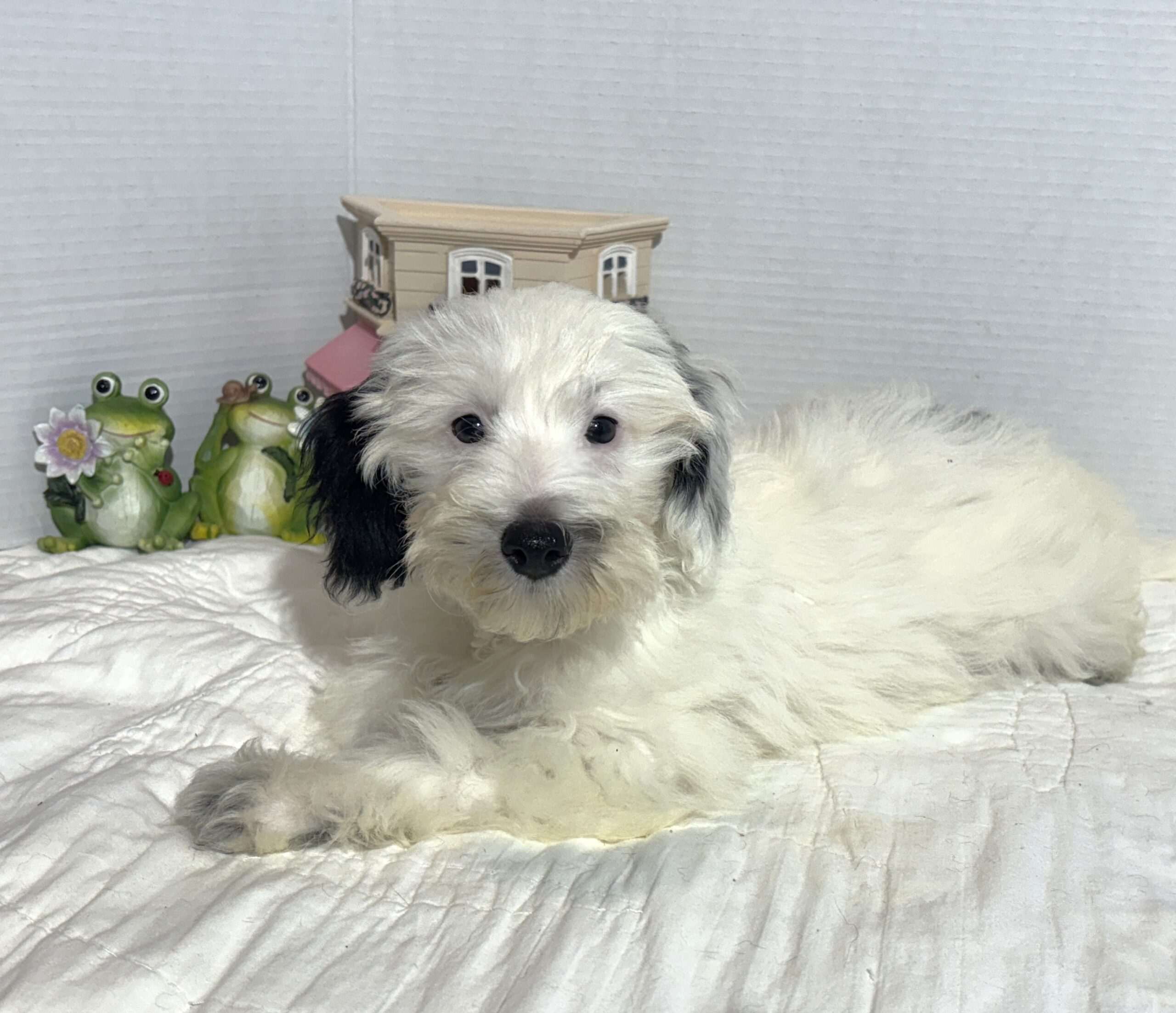 ARIEL – Miniature Schnoodle $2500