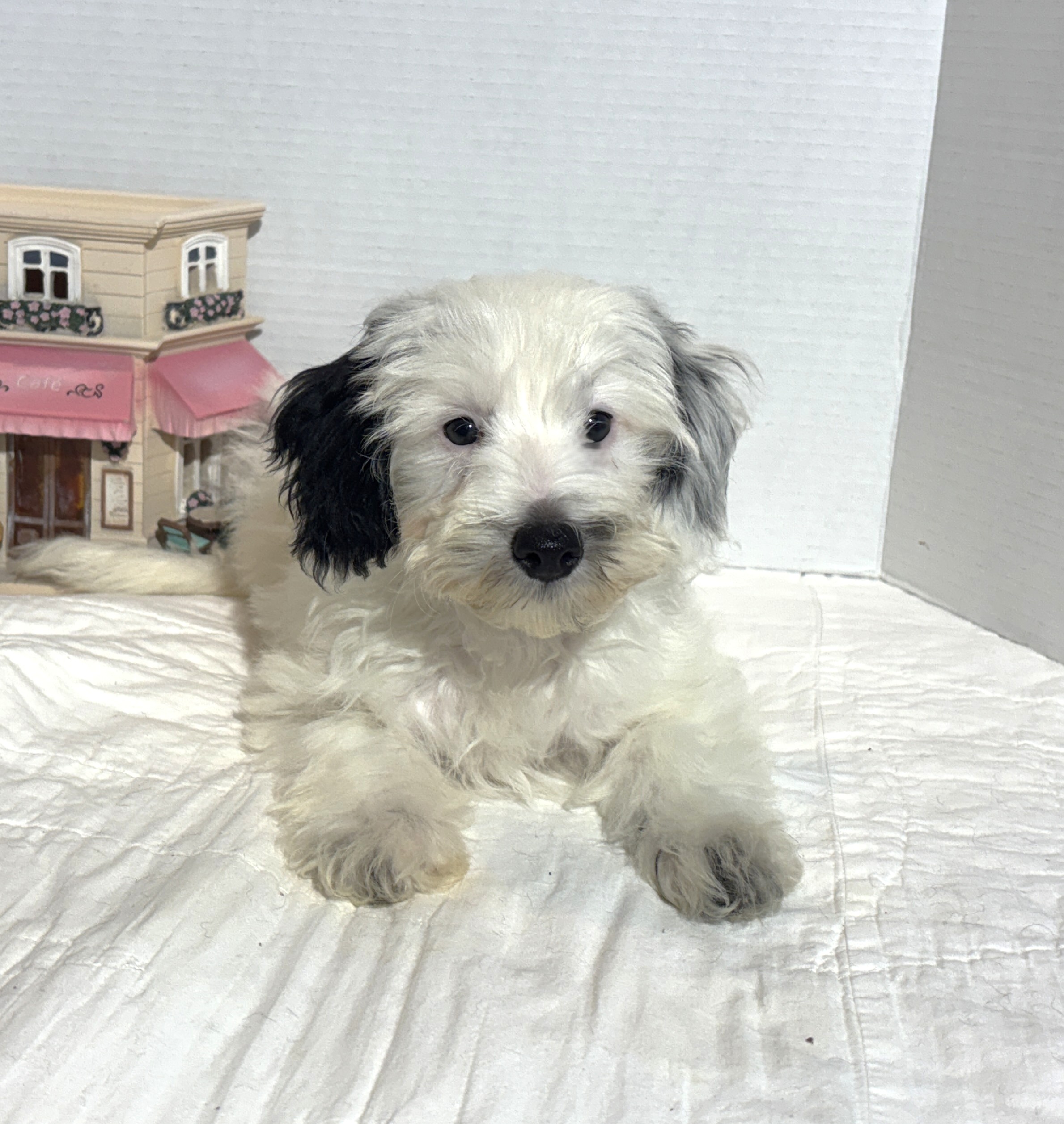 ARIEL – Miniature Schnoodle $2500
