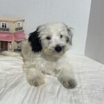 ARIEL – Miniature Schnoodle $2500