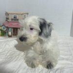ARIEL – Miniature Schnoodle $2500