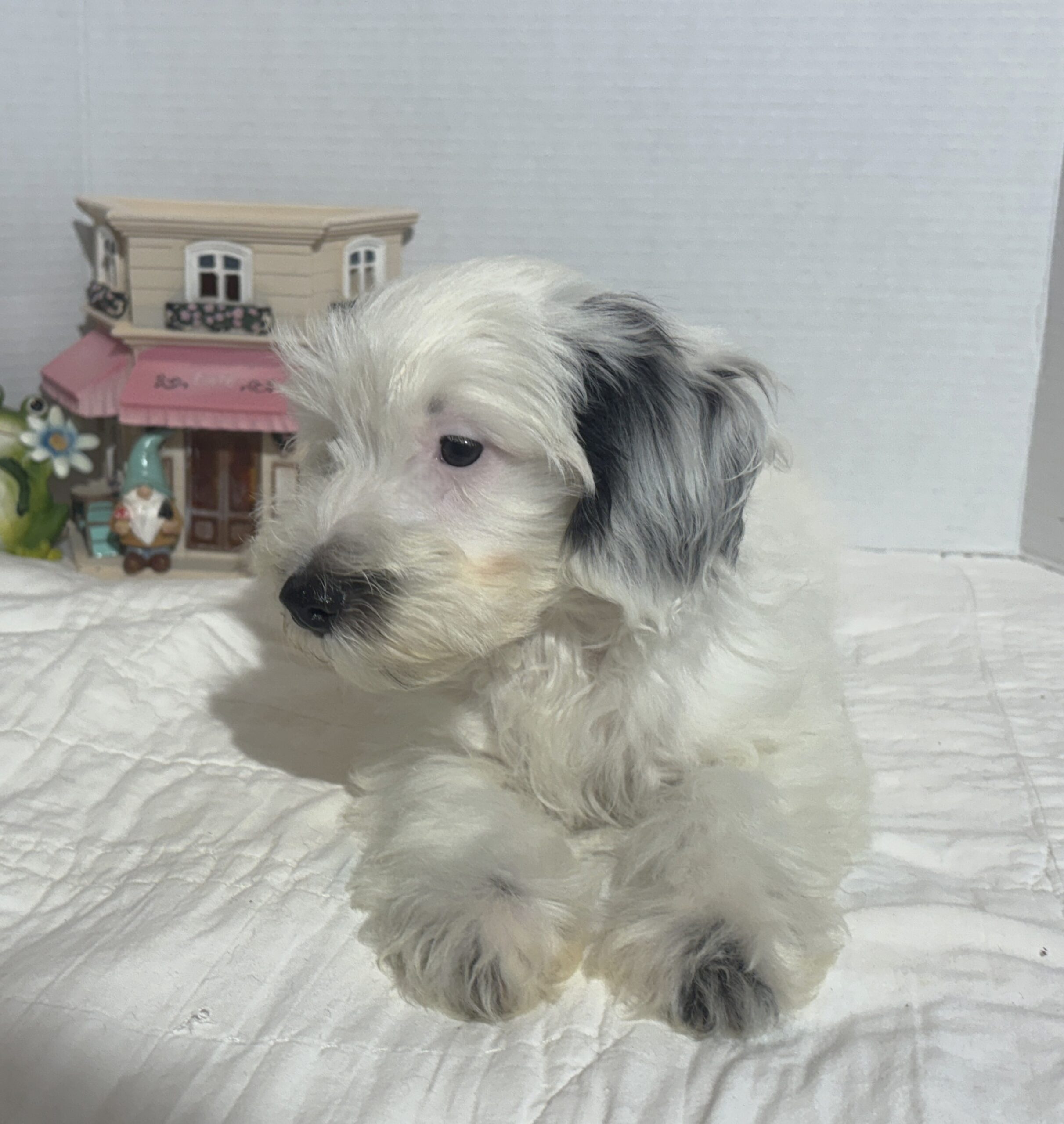 ARIEL – Miniature Schnoodle $2500