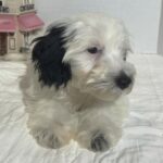 ARIEL – Miniature Schnoodle $2500
