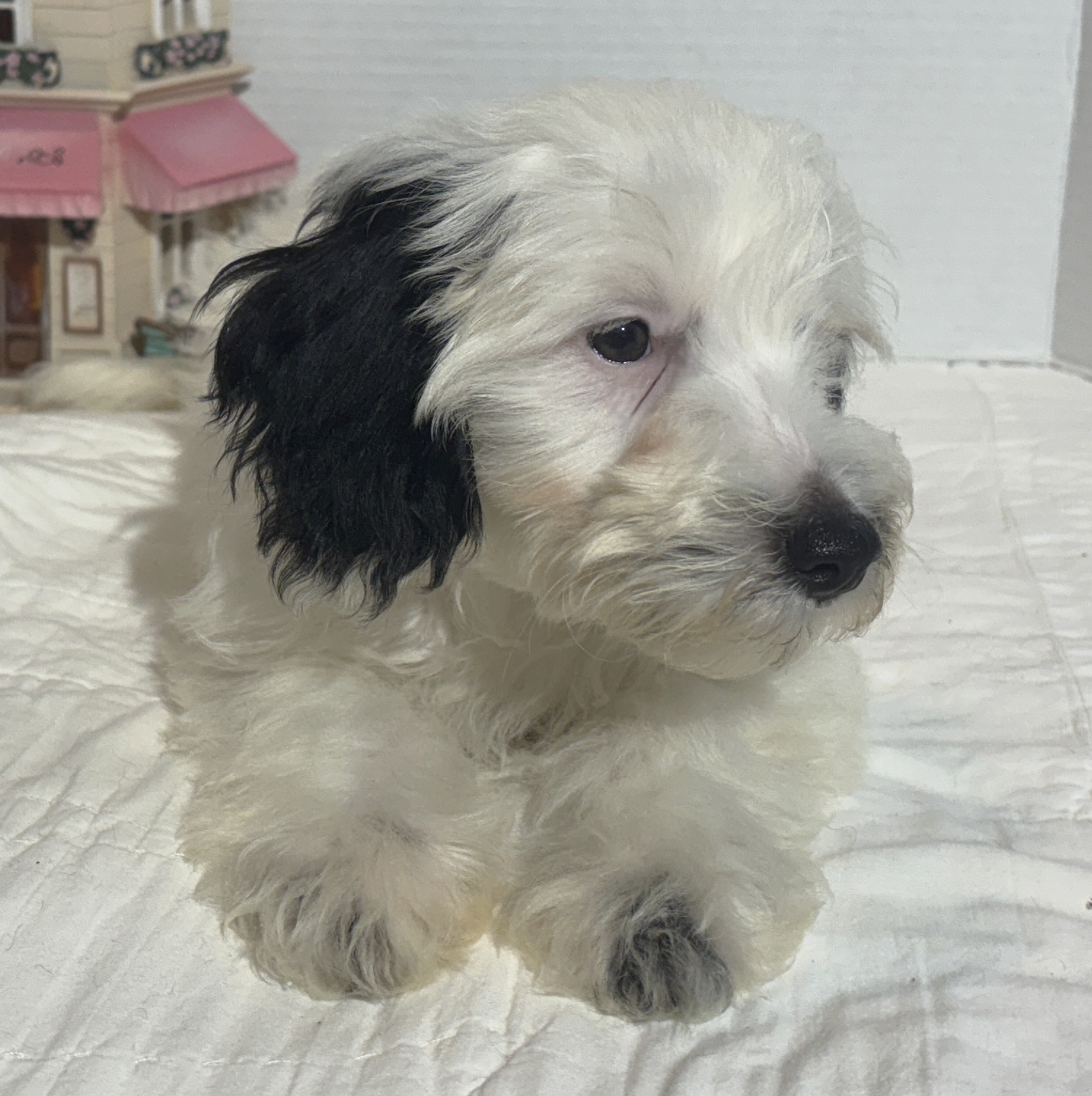 ARIEL – Miniature Schnoodle $2500