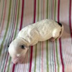 Ariel – Miniature Schnoodle $2500