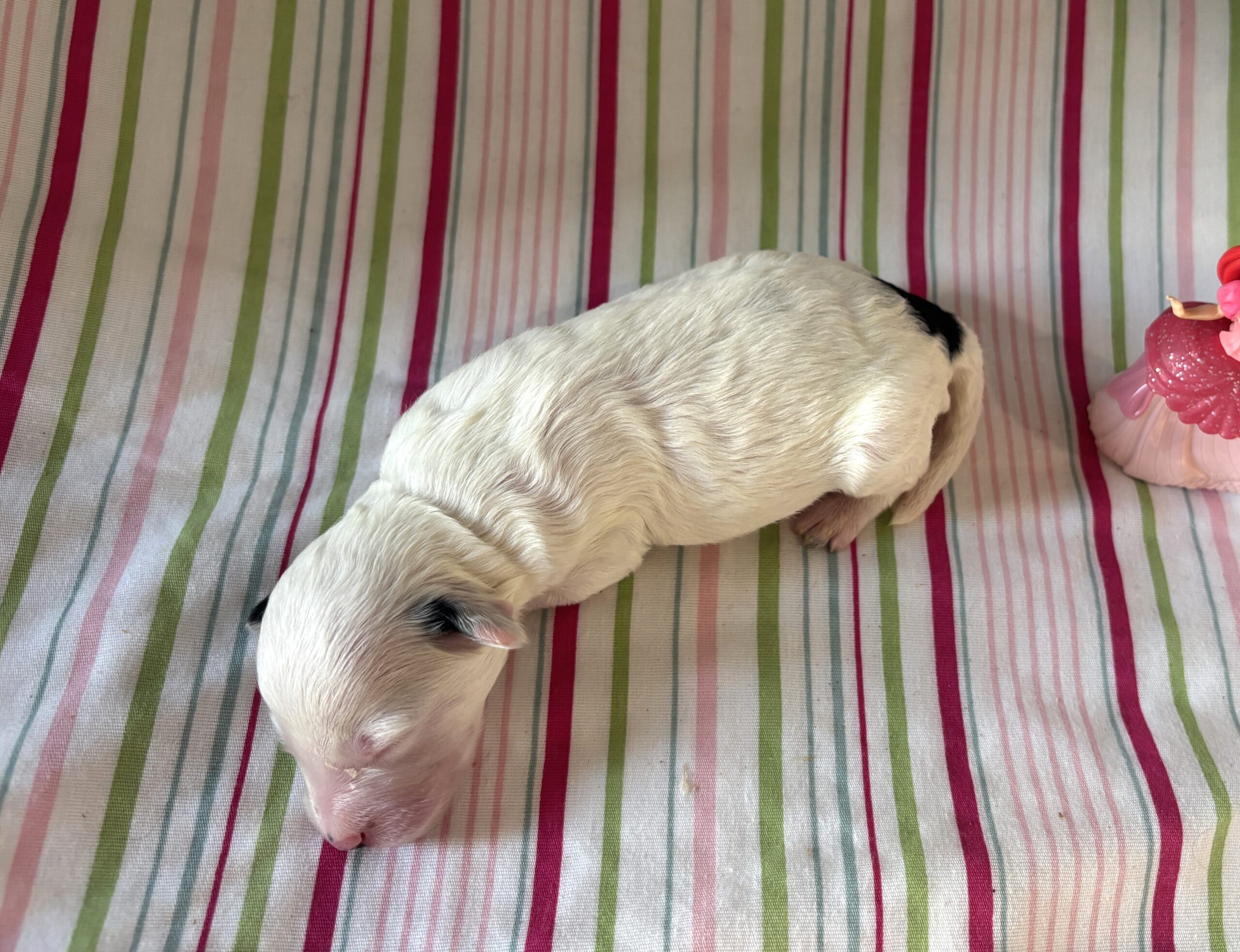 Ariel – Miniature Schnoodle $2500