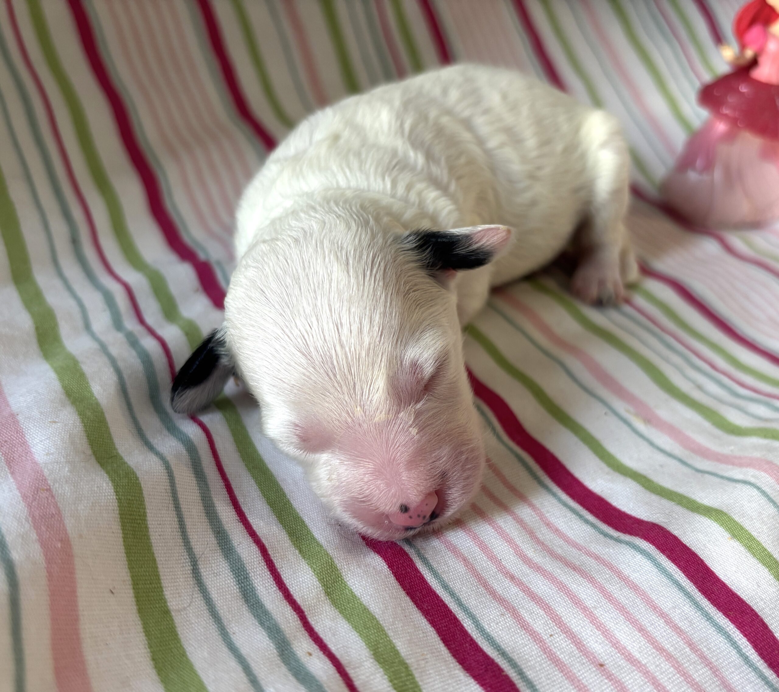 Ariel – Miniature Schnoodle $2500
