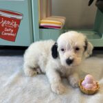 ARIEL – Miniature Schnoodle $2500