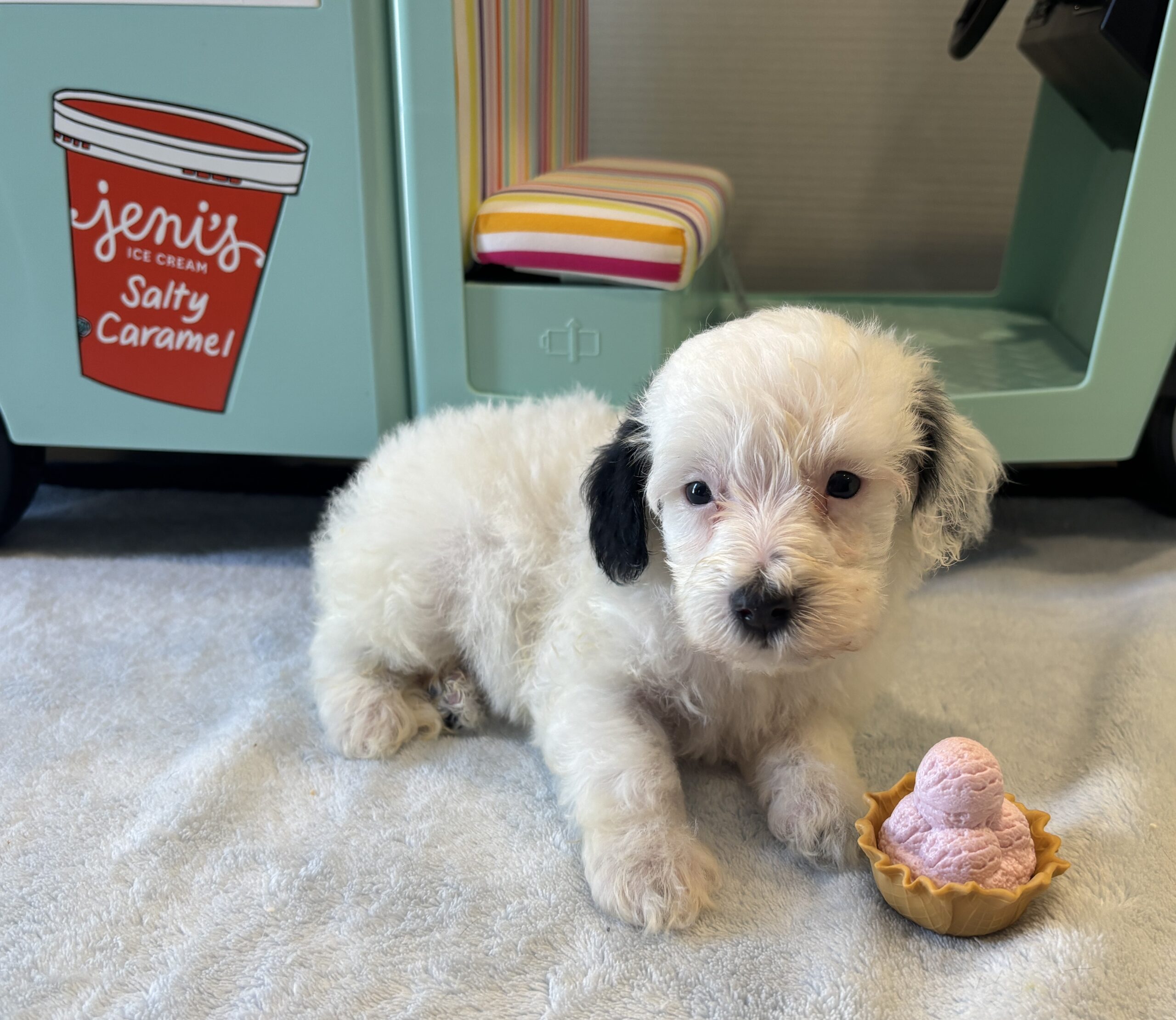 ARIEL – Miniature Schnoodle $2500