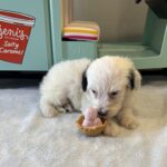 ARIEL – Miniature Schnoodle $2500