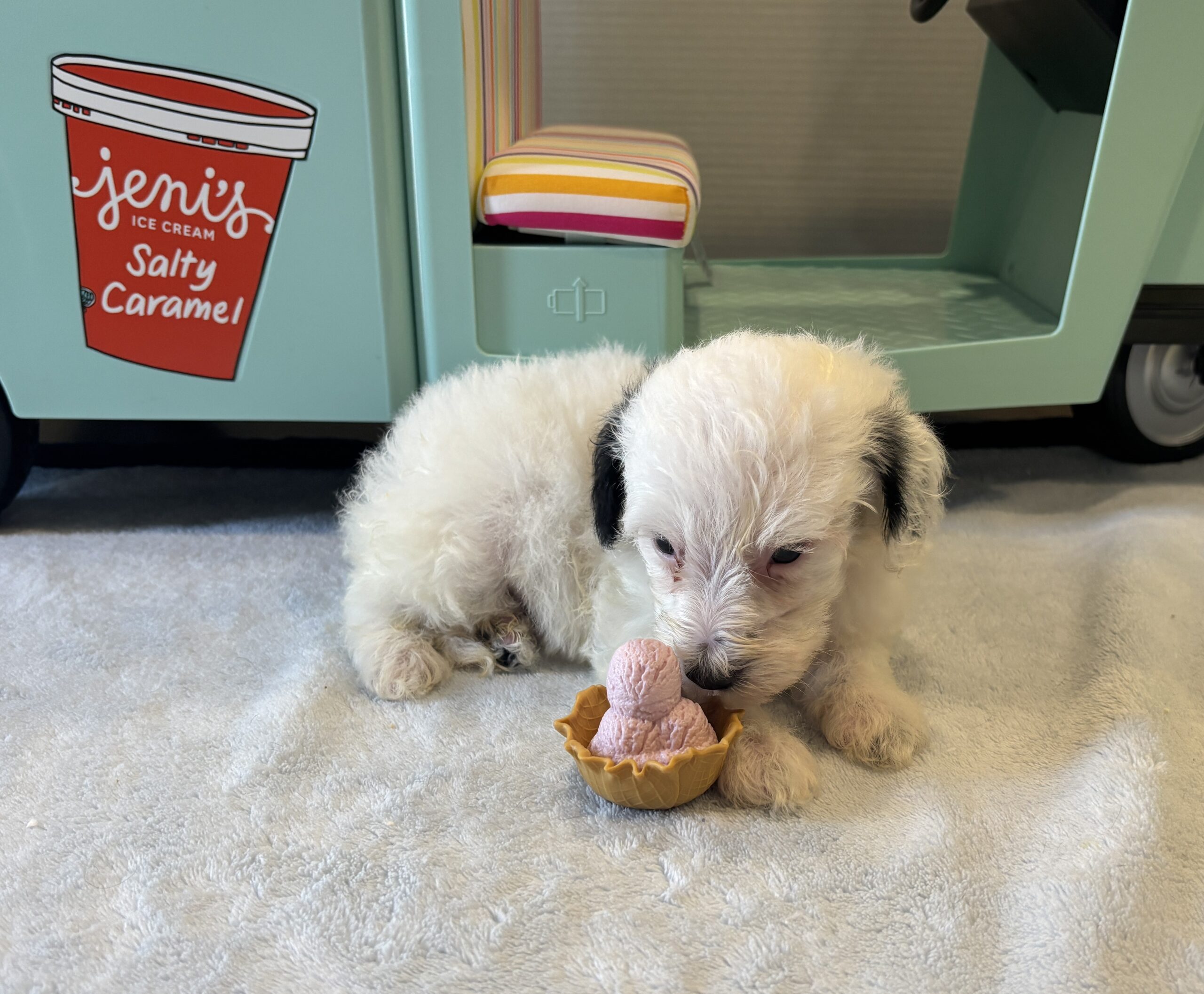 ARIEL – Miniature Schnoodle $2500