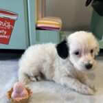 ARIEL – Miniature Schnoodle $2500