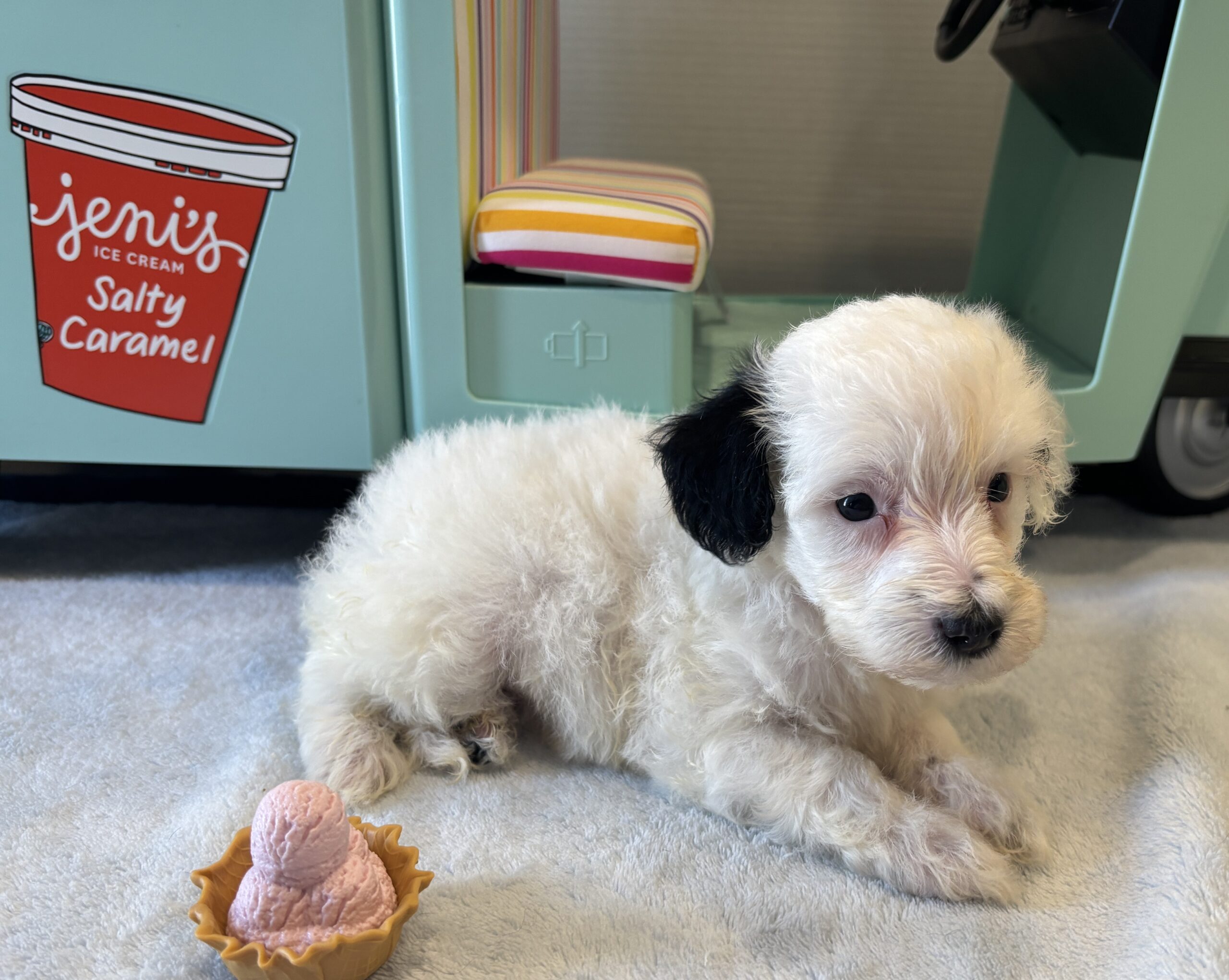 ARIEL – Miniature Schnoodle $2500