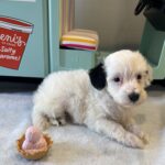 ARIEL – Miniature Schnoodle $2500