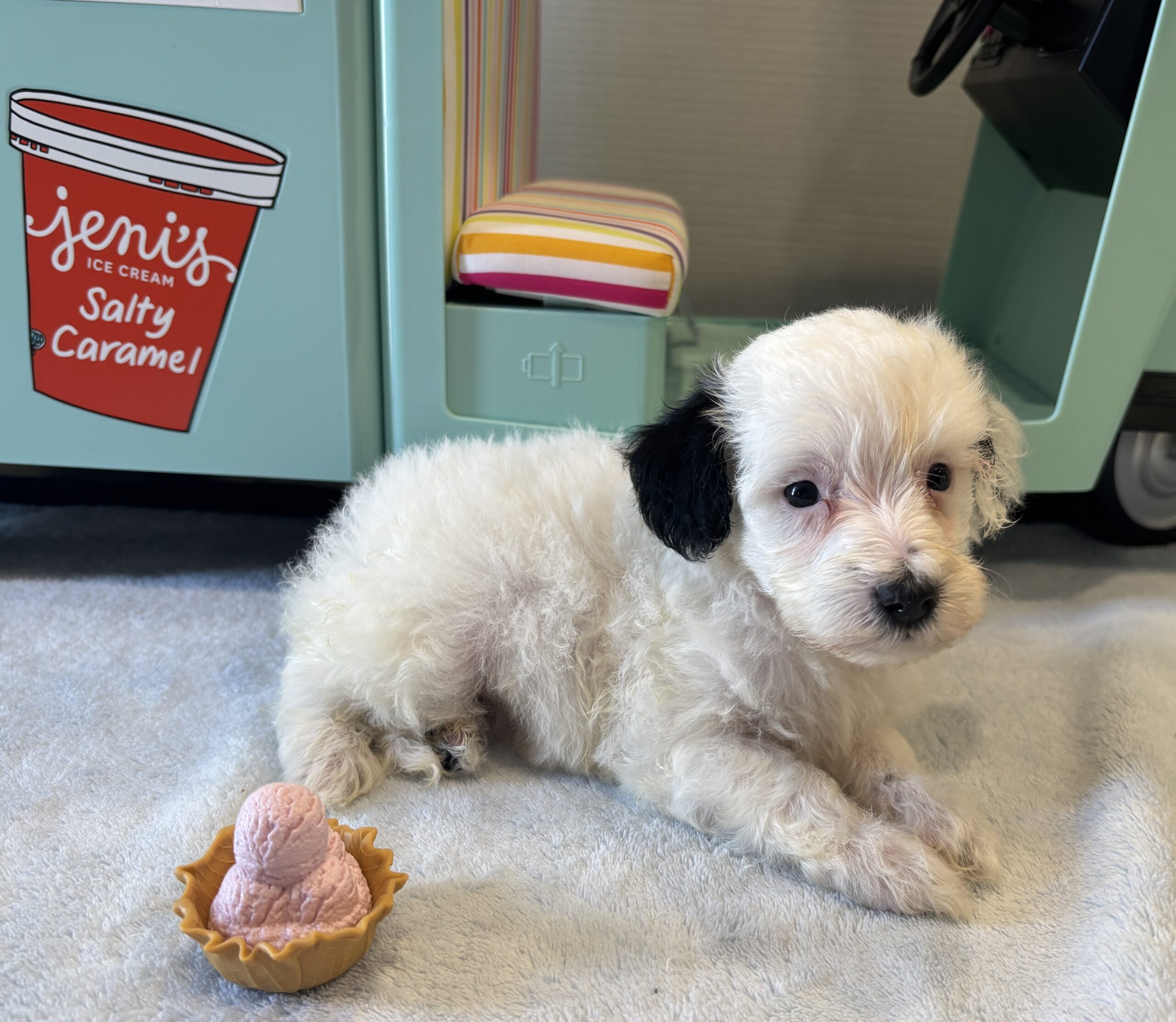 ARIEL – Miniature Schnoodle $2500
