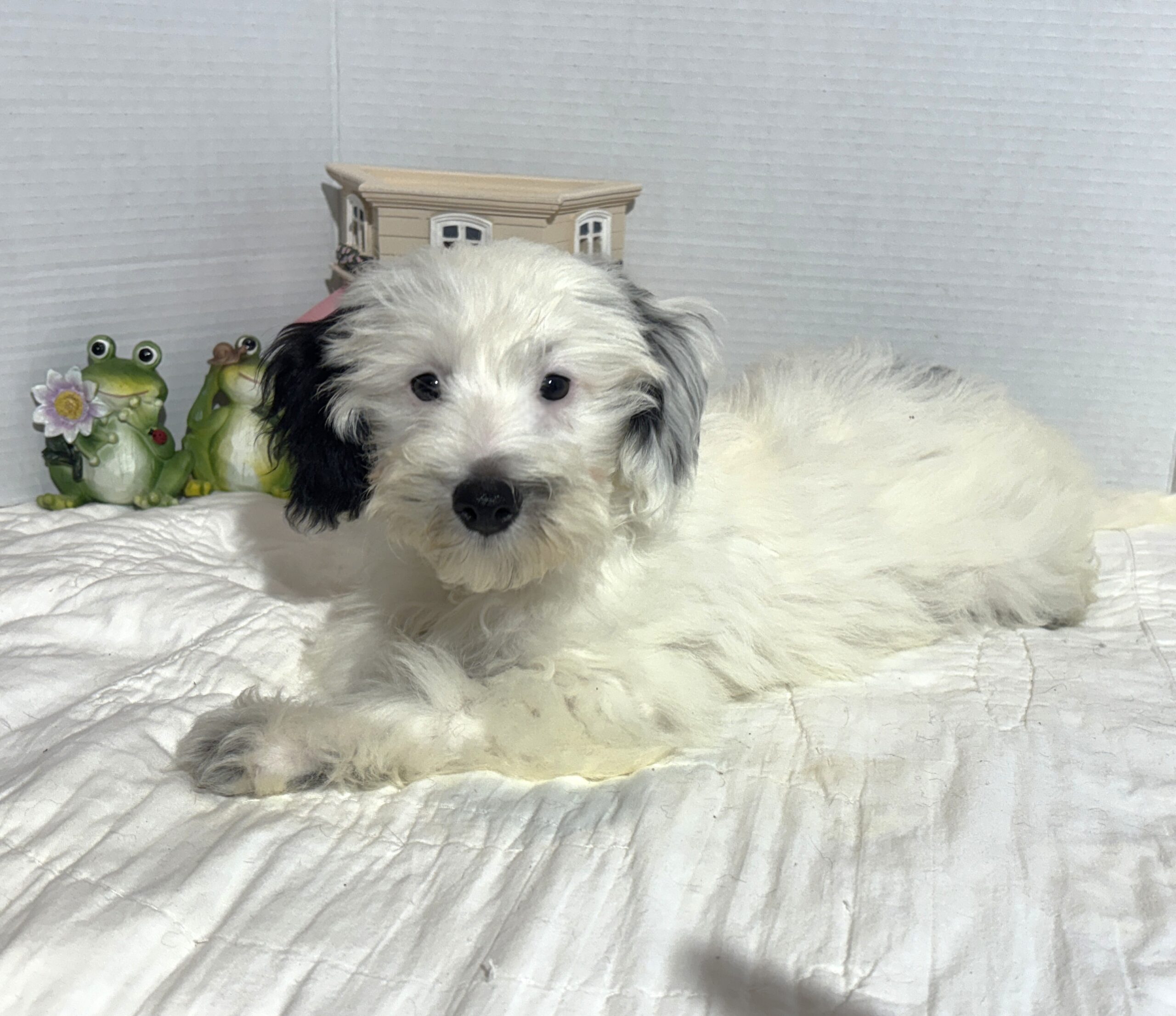 ARIEL – Miniature Schnoodle $2500