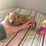 Aurora – Miniature Schnoodle $2700