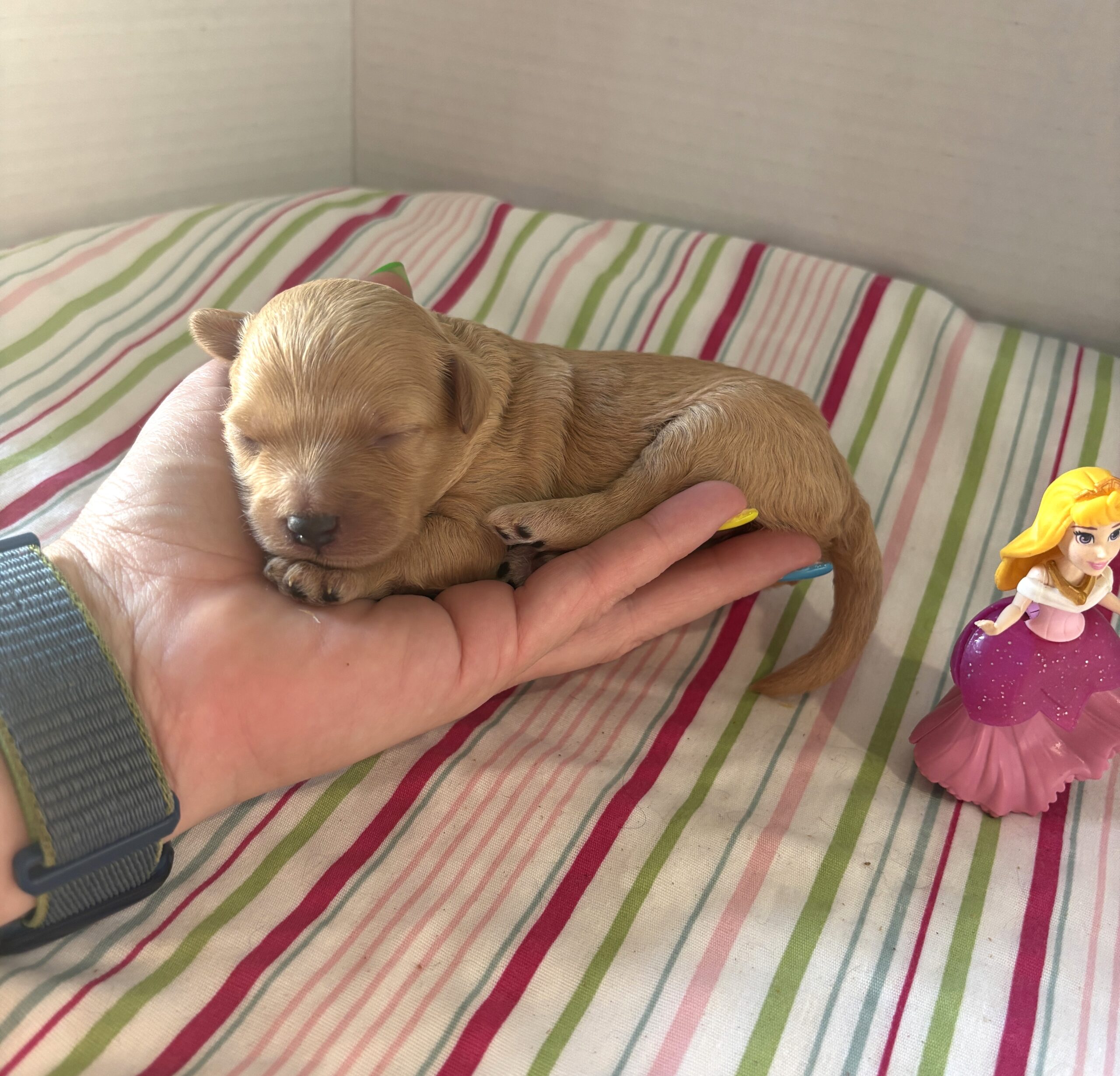 Aurora – Miniature Schnoodle $2700