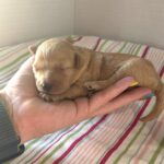 Aurora – Miniature Schnoodle $2700