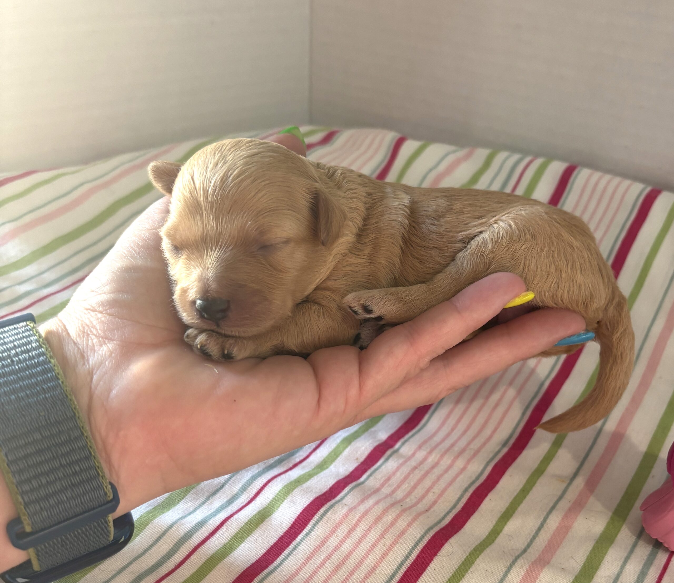 Aurora – Miniature Schnoodle $2700