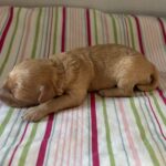 Aurora – Miniature Schnoodle $2700