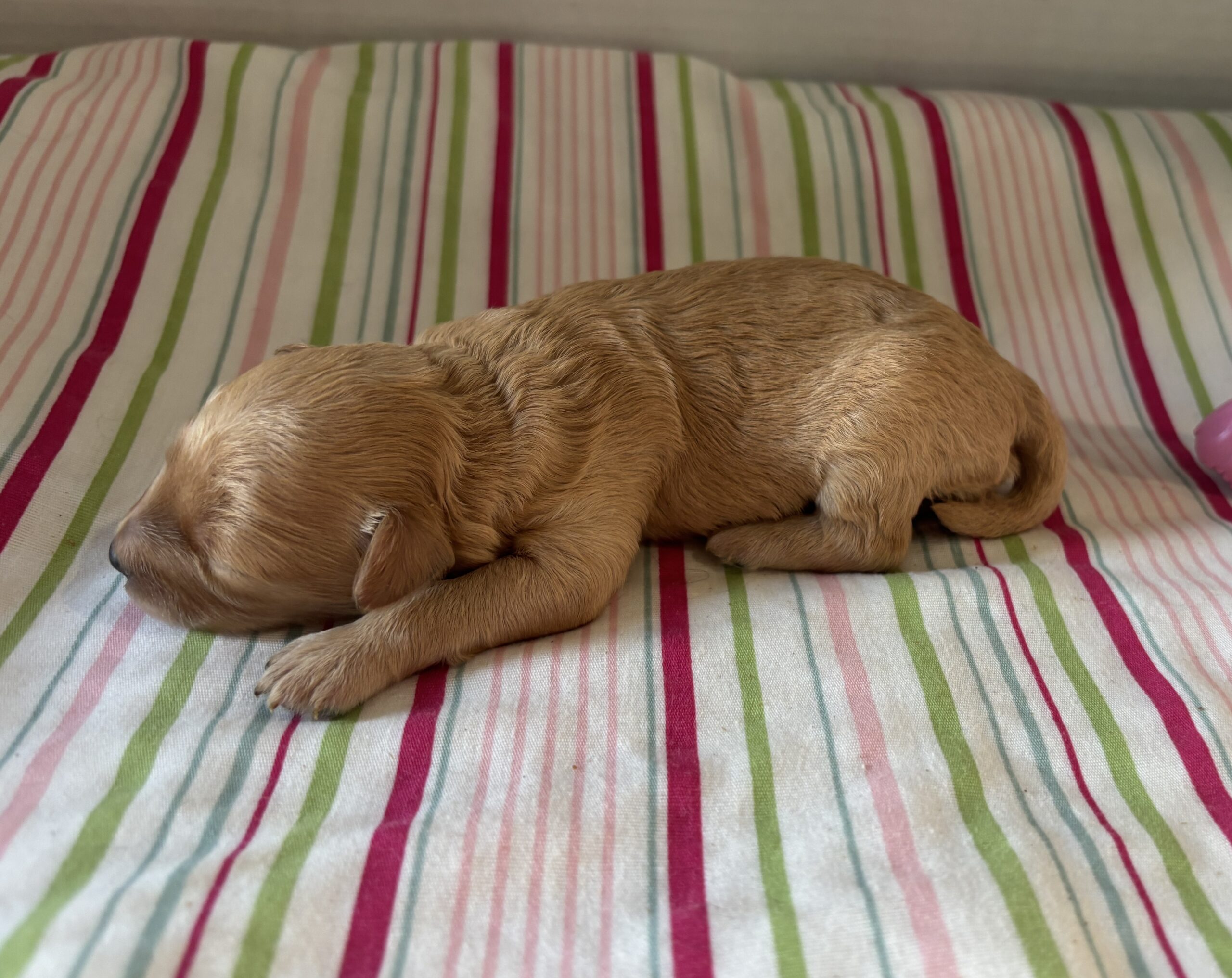 Aurora – Miniature Schnoodle $2700