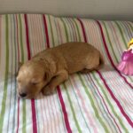 Aurora – Miniature Schnoodle $2700