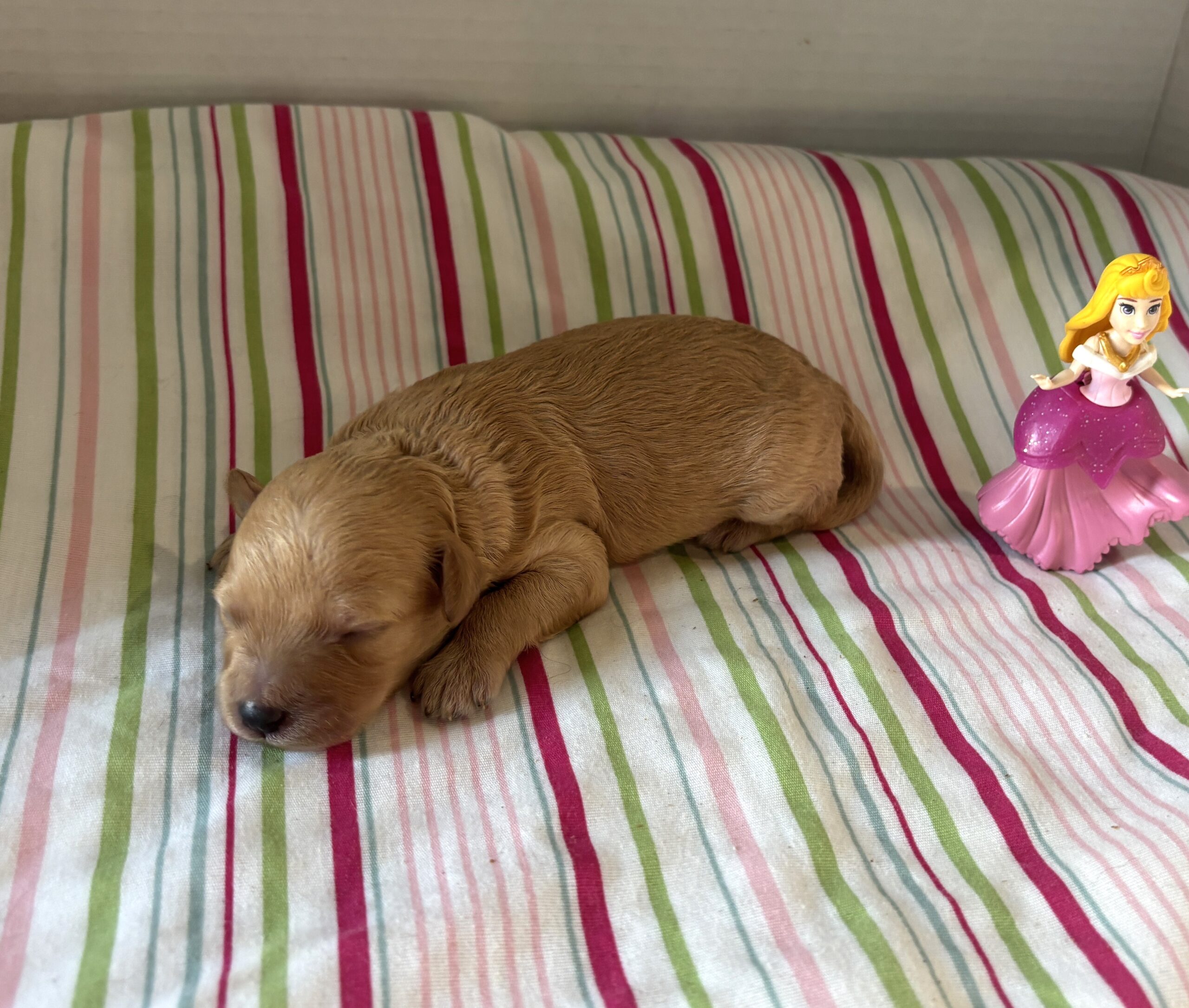 Aurora – Miniature Schnoodle $2700