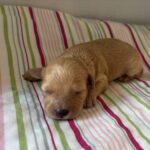 Aurora – Miniature Schnoodle $2700