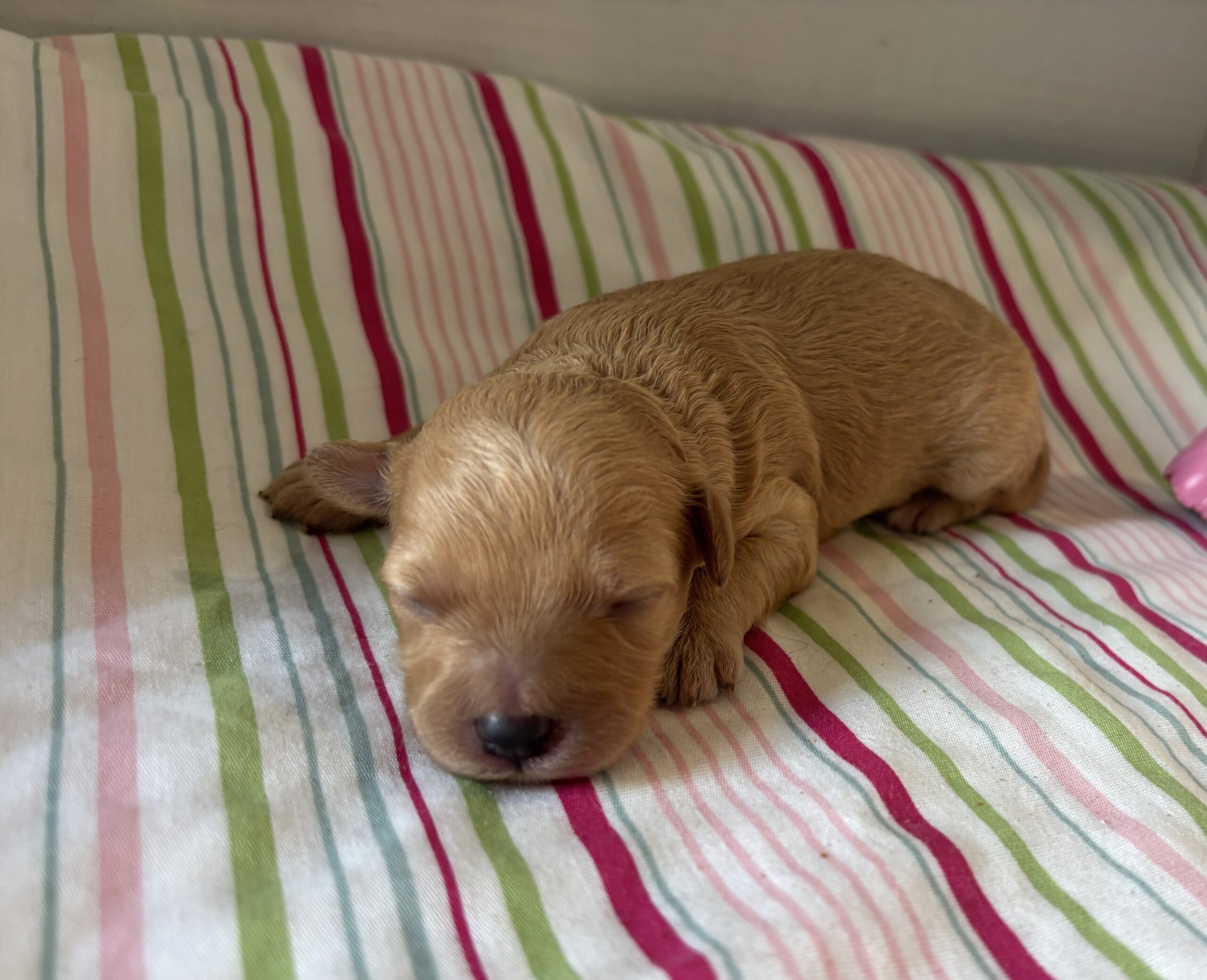 Aurora – Miniature Schnoodle $2700