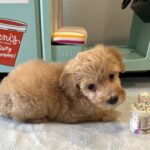 AURORA – Miniature Schnoodle $2700