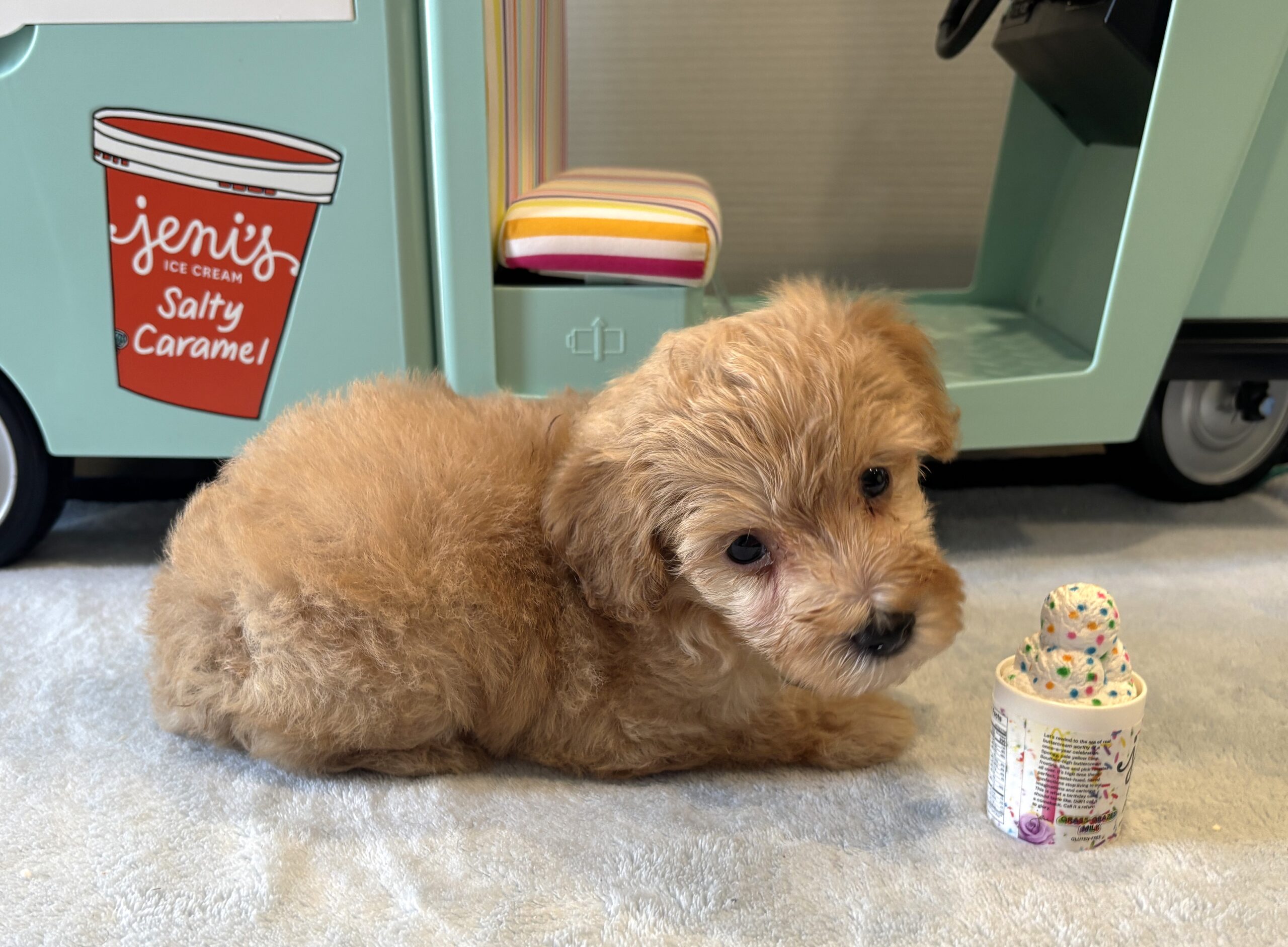 AURORA – Miniature Schnoodle $2700