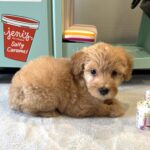 AURORA – Miniature Schnoodle $2700